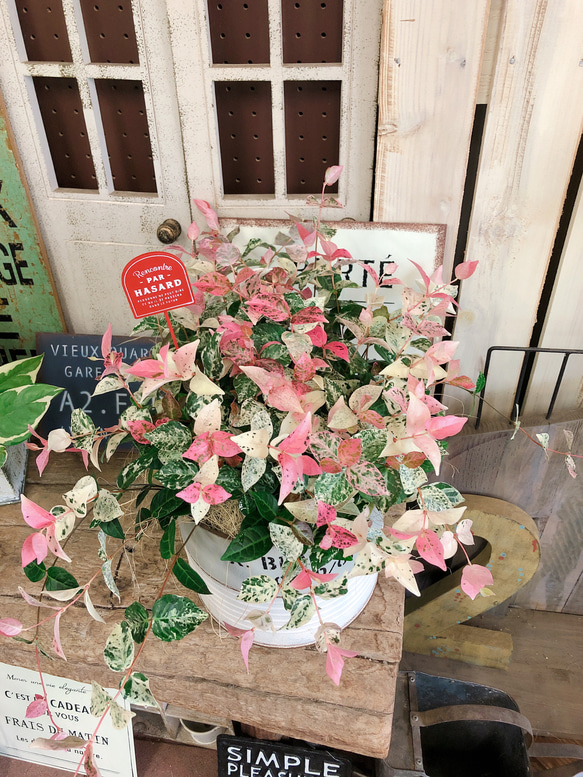 現品ラスト【初雪カズラ】オシャレなツートンカラーブリキ鉢♡ 白ピンクグリーンの毎年楽しめる植物 7枚目の画像