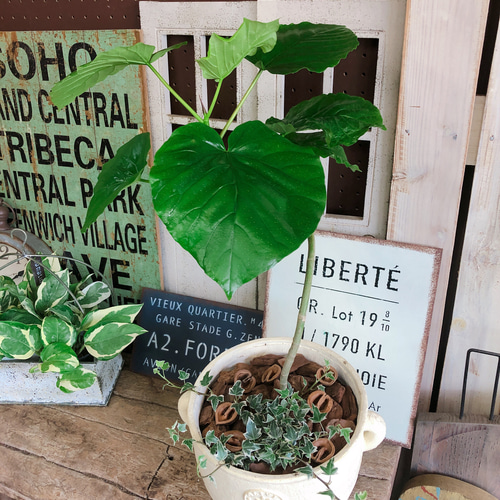 新作♡現品【くねっとウンベラータ 寄せ植え】可愛いハート