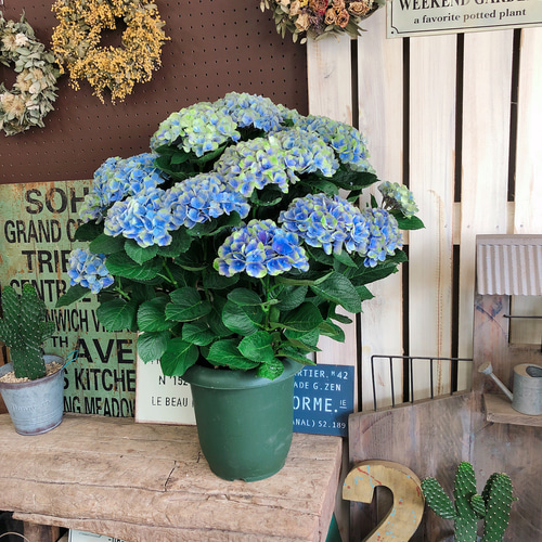 ☆ハイドランジア☆アジサイ希少☆
