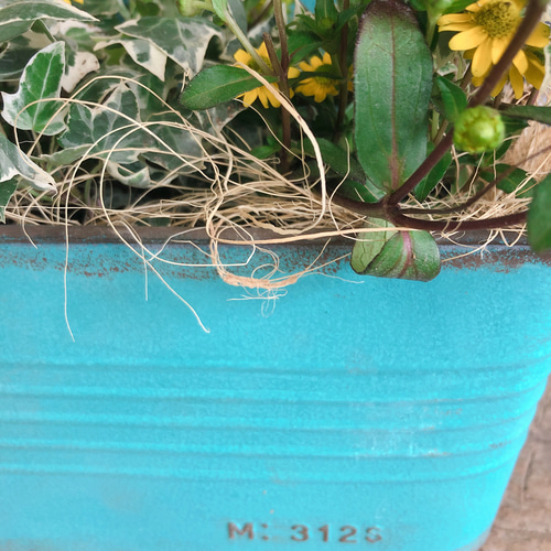 つぼみたくさん♩ナチュラルな寄せ植え 海外で買 インテリア・住まい