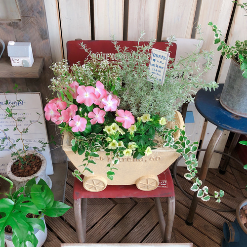 新作♡現品【ナツザクラ日々草&カリブラコア 寄せ植え】可愛いお花