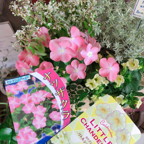 新作♡現品【ナツザクラ日々草&カリブラコア 寄せ植え】可愛いお花