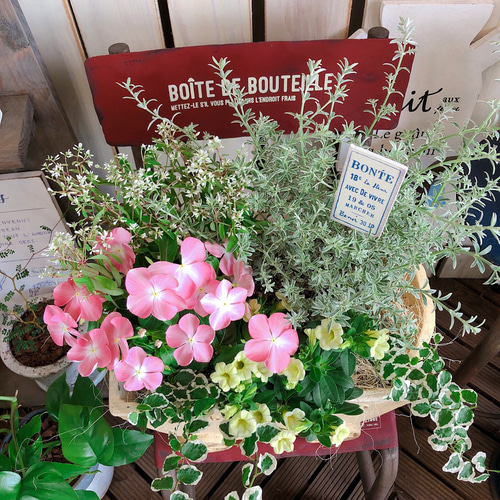 新作♡現品【ナツザクラ日々草&カリブラコア 寄せ植え】可愛いお花