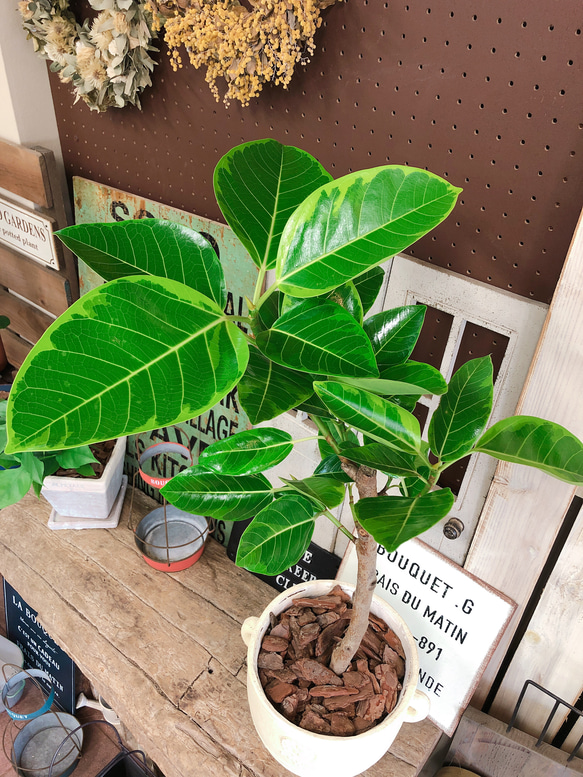 新作♡現品【アルテシーマ】ステキな陶器鉢♡人気の観葉植物♪おしゃれグリーン 6枚目の画像