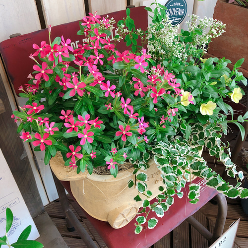 新作♡現品【日々草フェアリースター&カリブラコア 寄せ植え】素敵なお