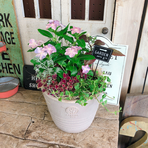 新作♡1点物【日々草 寄せ植え】素敵なお花ガーデニング♡おしゃれな