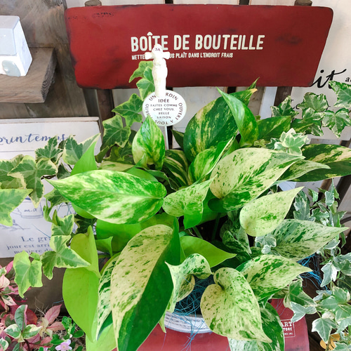 新作♡現品【ポトス3種類&アイビー 】観葉植物グリーン寄せ植え