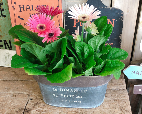 ガーベラ　2本セット 現品♡華やか【ガーベラ 2色セット】オシャレブリキ鉢セット♡可愛い