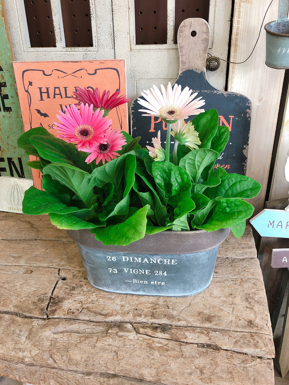 現品♡華やか【ガーベラ 2色セット】オシャレブリキ鉢セット♡可愛い