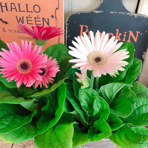 ガーベラ　2本セット 現品♡華やか【ガーベラ 2色セット】オシャレブリキ鉢セット♡可愛い