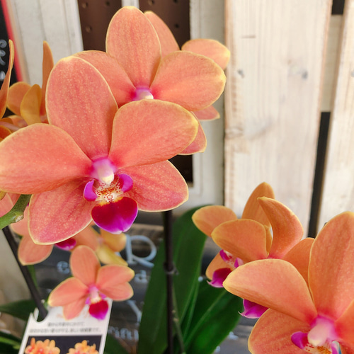 現品のみ♡【オレンジ色 ミニ胡蝶蘭 パプリカ】陶器鉢入り♡贈り物や