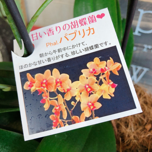 現品のみ♡【オレンジ色 ミニ胡蝶蘭 パプリカ】陶器鉢入り