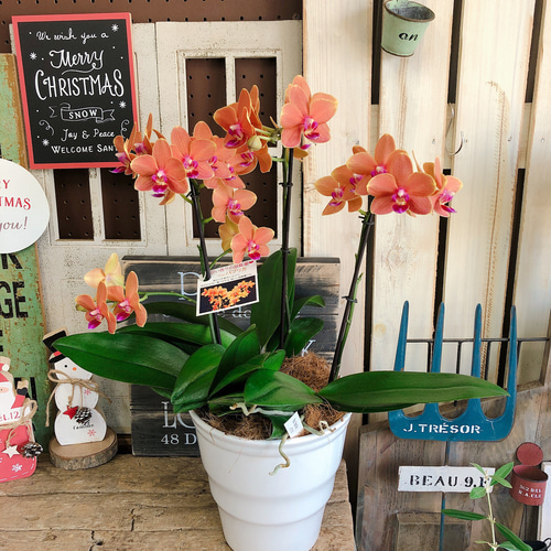 現品のみ♡【オレンジ色 ミニ胡蝶蘭 パプリカ】陶器鉢入り♡贈り物や