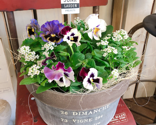 新作♡再販ラスト【おしゃれなフリル咲きパンジー寄せ植え】素敵な