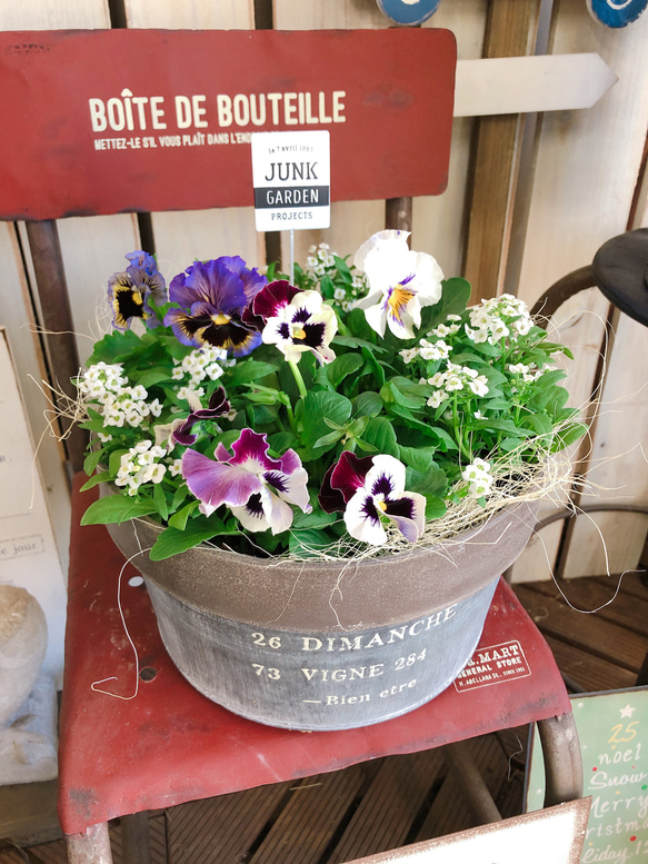 新作♡再販ラスト【おしゃれなフリル咲きパンジー寄せ植え】素敵な