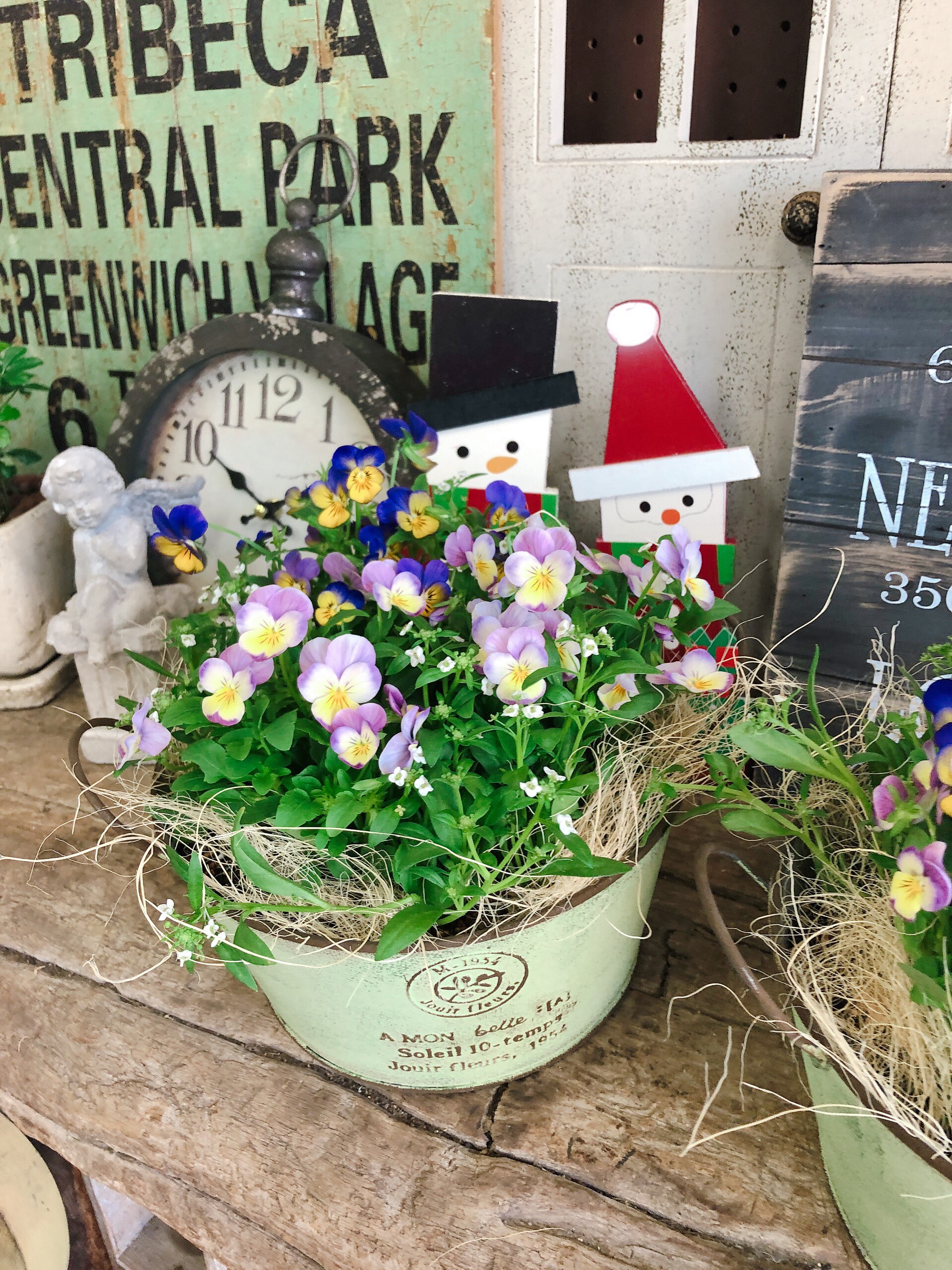 鉢植え 稀少！　ラピスラズリ