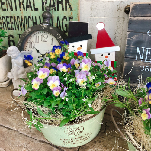 再販ラスト♡【ビオラ寄せ植え】可愛いガーデニング♡みどり系ブリキ鉢