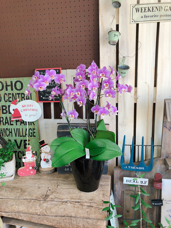 色変わり胡蝶蘭 鉢ごと発送 楽天市場】ミディ 胡蝶蘭 3本立 モノトリコ鉢 5.5号 ピンク 花