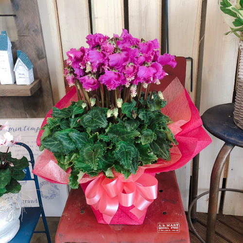 気になる方はお早めに。 ラスト価格♡ ピンク フリル付き 新作♡現品ラスト【フリル咲きシクラメン 】ラッピングつき♪咲き方が