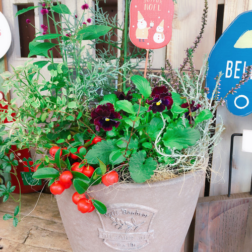 新作♡現品【ブルーアイス入り7種類 寄せ植え】ノエルピックつき！素敵