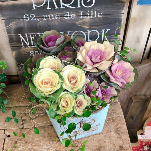 再販♡【ミニハボタン寄せ植え】可愛いガーデニング♡ブルー系ブリキ鉢