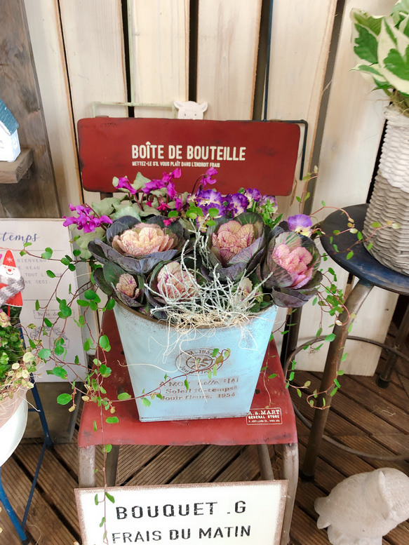 新作♡現品のみ【色合いが素敵なガーデニング】葉脈の綺麗なハボタン  