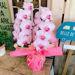 新作♡現品のみ【ピンク色 胡蝶蘭】ラッピングつき♪陶器鉢入り