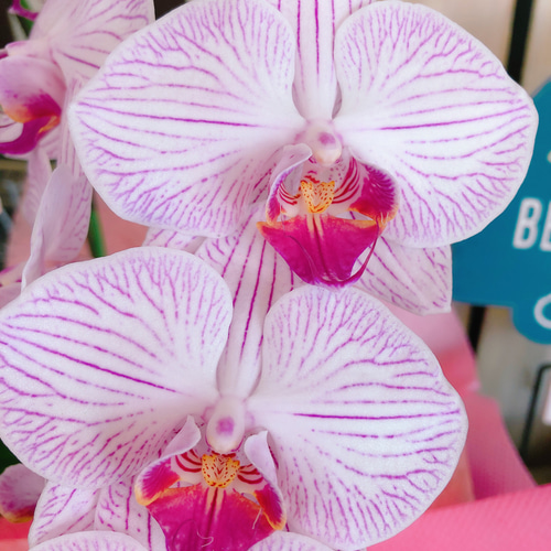 新作♡現品のみ【ピンク色 胡蝶蘭】ラッピングつき♪陶器鉢入り