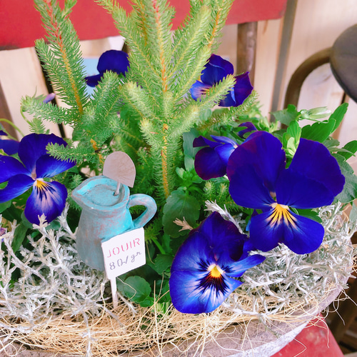 新作♡現品【オシャレなガーデニング】虹色スミレ寄せ植え！陶器鉢