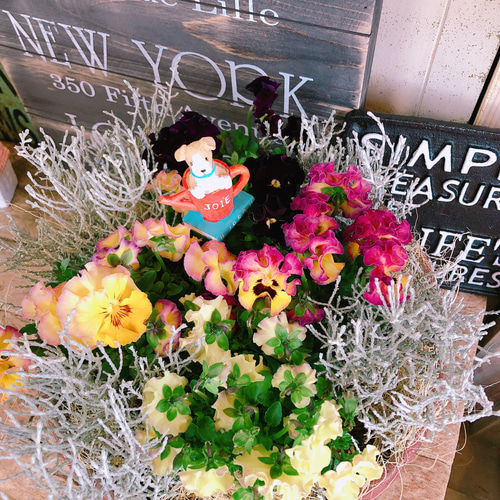 現品ラスト♡【フリル咲きパンジー寄せ植え】華やかなガーデニング♡赤