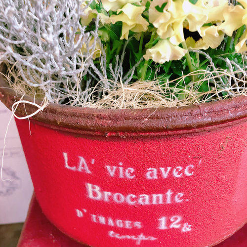 現品ラスト♡【フリル咲きパンジー寄せ植え】華やかなガーデニング♡赤