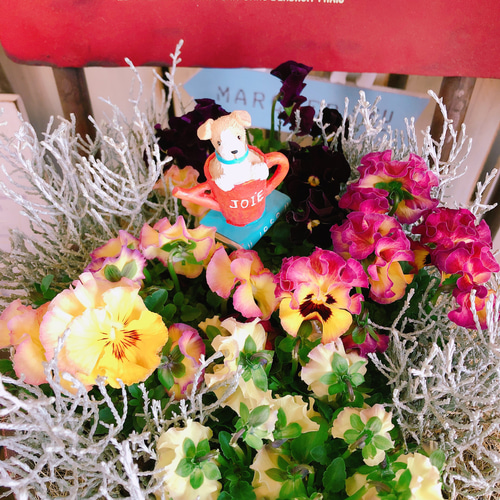 現品ラスト♡【フリル咲きパンジー寄せ植え】華やかなガーデニング♡赤