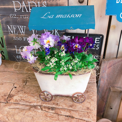 新作♡現品【フリル咲きパンジー寄せ植え】可愛いガーデニング♡メゾン