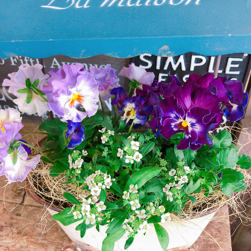 新作♡現品【フリル咲きパンジー寄せ植え】可愛いガーデニング♡メゾン