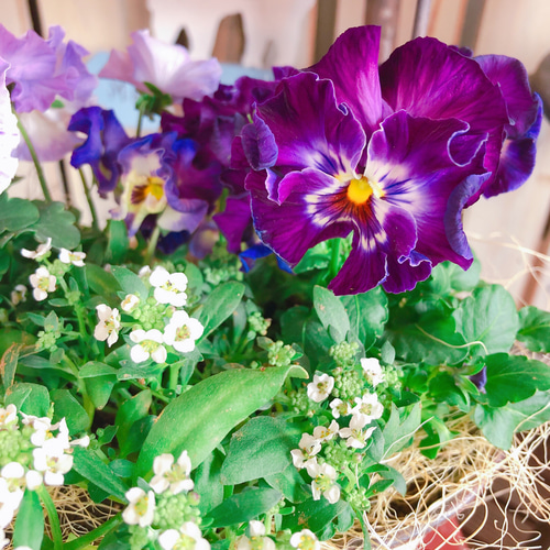 新作♡現品【フリル咲きパンジー寄せ植え】可愛いガーデニング♡メゾン