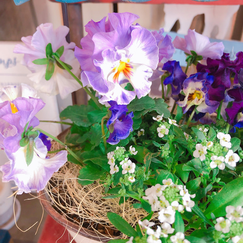 新作♡現品【フリル咲きパンジー寄せ植え】可愛いガーデニング♡メゾン