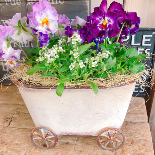 新作♡現品【フリル咲きパンジー寄せ植え】可愛いガーデニング♡メゾン