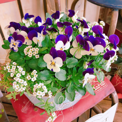 現品SALE♡【ビオラ寄せ植え】可愛いガーデニング♪水色系ブリキ鉢