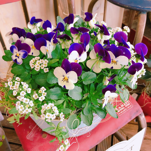 お花　寄せ植え　ビオラ ビオラで！おしゃれな春の寄せ植え2パターン | ハルメク暮らしとお金