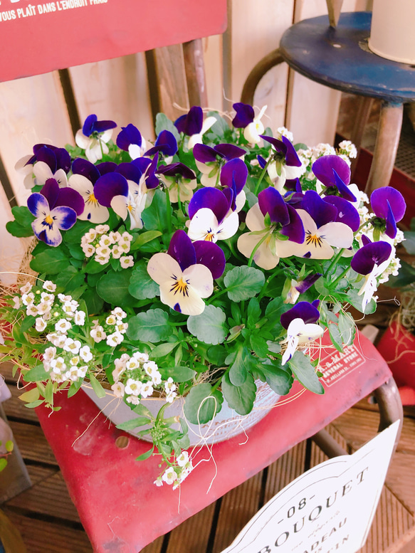 現品SALE♡【ビオラ寄せ植え】可愛いガーデニング♪水色系ブリキ鉢