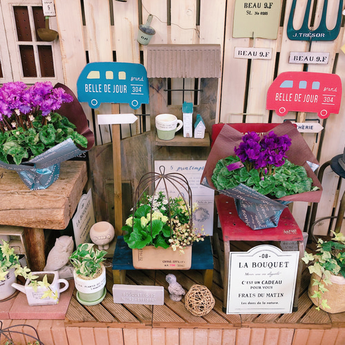 新作♡現品！レア【むらさきシクラメン フリル咲き 】人気の紫♪ブルー