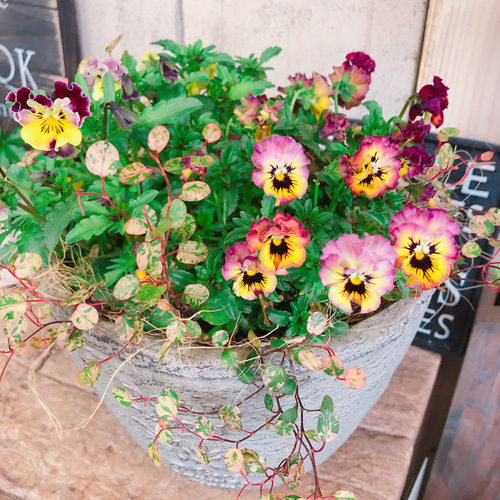 現品♡【フリル咲きビオラ寄せ植え】素敵なガーデニング♡陶器鉢