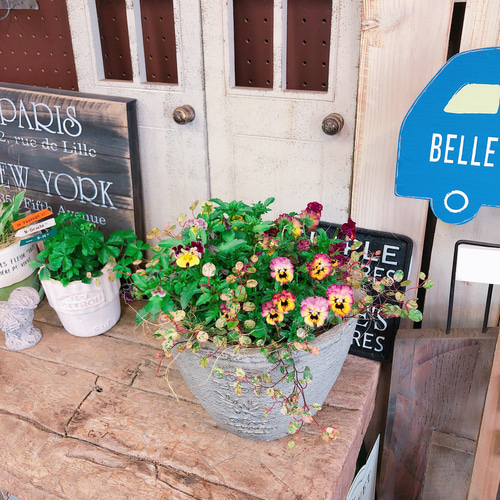 現品♡【フリル咲きビオラ寄せ植え】素敵なガーデニング♡陶器鉢