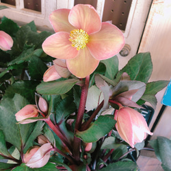 新作♡ラスト【クリスマスローズ ピンクフロスト】上品で素敵なお色