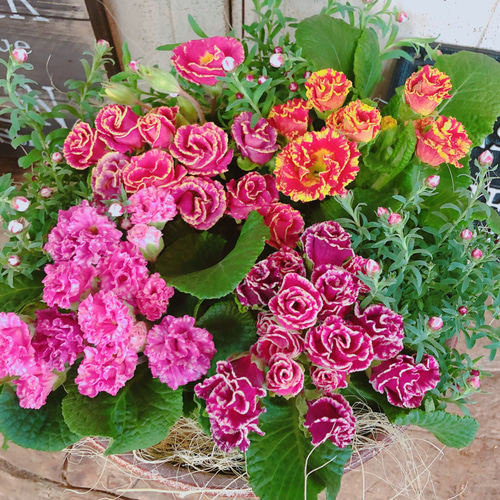 新作♡現品ラスト【春の寄せ植え！バラ咲きジュリアン】華やかな