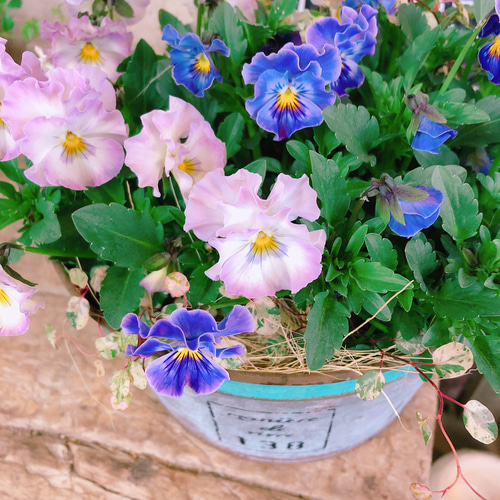 現品♡【フリルビオラ寄せ植え】ナチュラルガーデニング♡ブリキ鉢
