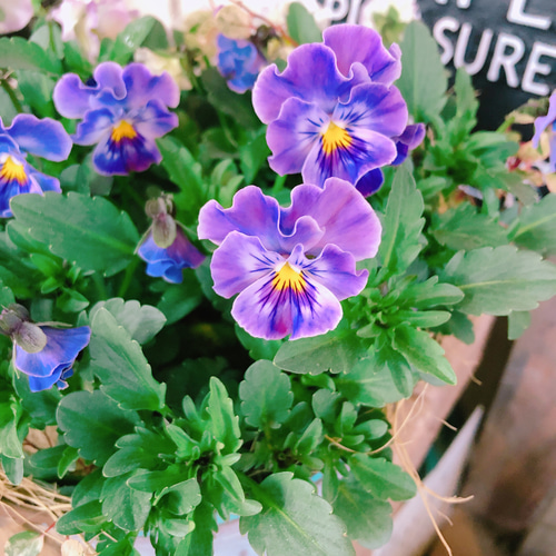 現品♡【フリルビオラ寄せ植え】ナチュラルガーデニング♡ブリキ鉢