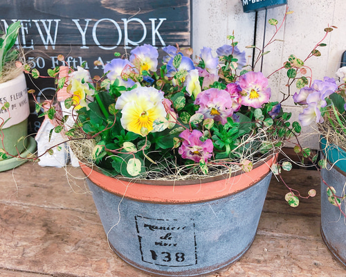 新作♡【フリルビオラ寄せ植え】ナチュラルガーデニング♡ブリキ鉢