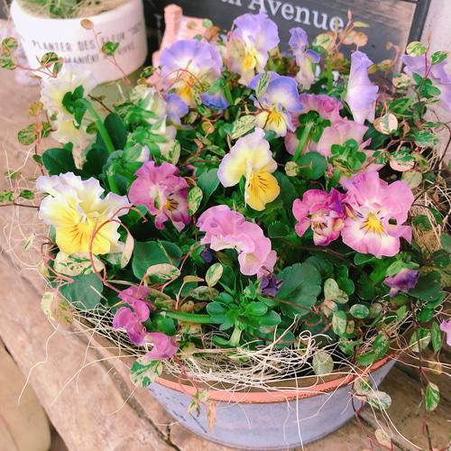 新作♡【フリルビオラ寄せ植え】ナチュラルガーデニング♡ブリキ鉢