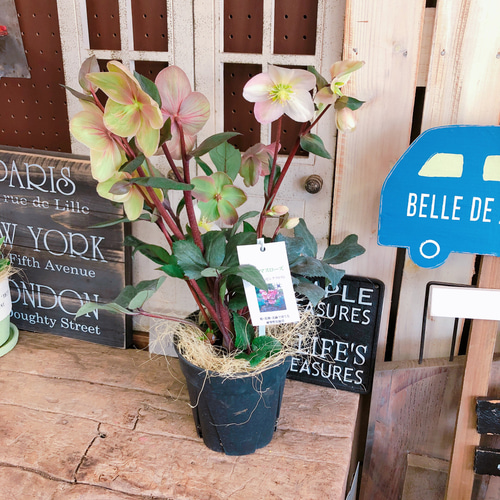 再入荷♡わぁ可愛い【クリスマスローズ ピンクフロスト】上品で素敵